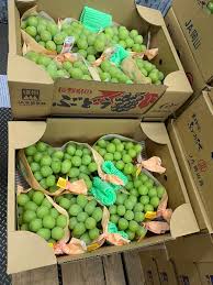香印提子(500-800g/束）